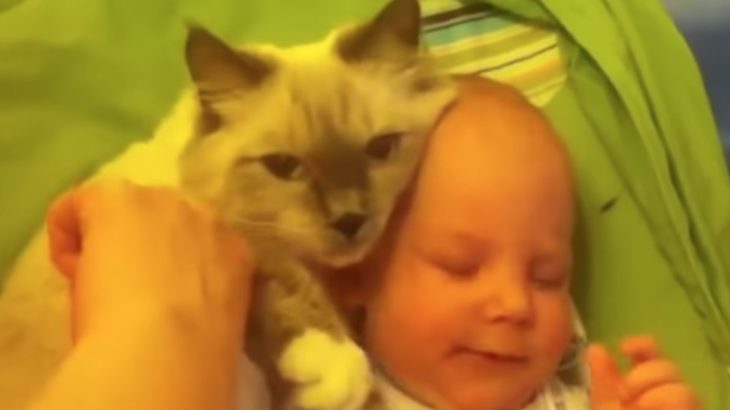 人間の赤ちゃんを自分の子供のように思っている猫たち 😽👶 必死に赤ちゃんを守る猫たち1
