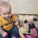 【犬と赤ちゃん仲良し】最高におもしろい赤ちゃんと犬のハプニング・赤ちゃんと犬絶妙な関係 #2