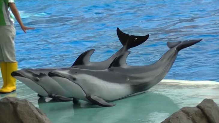 【完全版】 イルカのパフォーマンスショー / 名古屋港水族館 【見たい場面だけをつなげてみた】