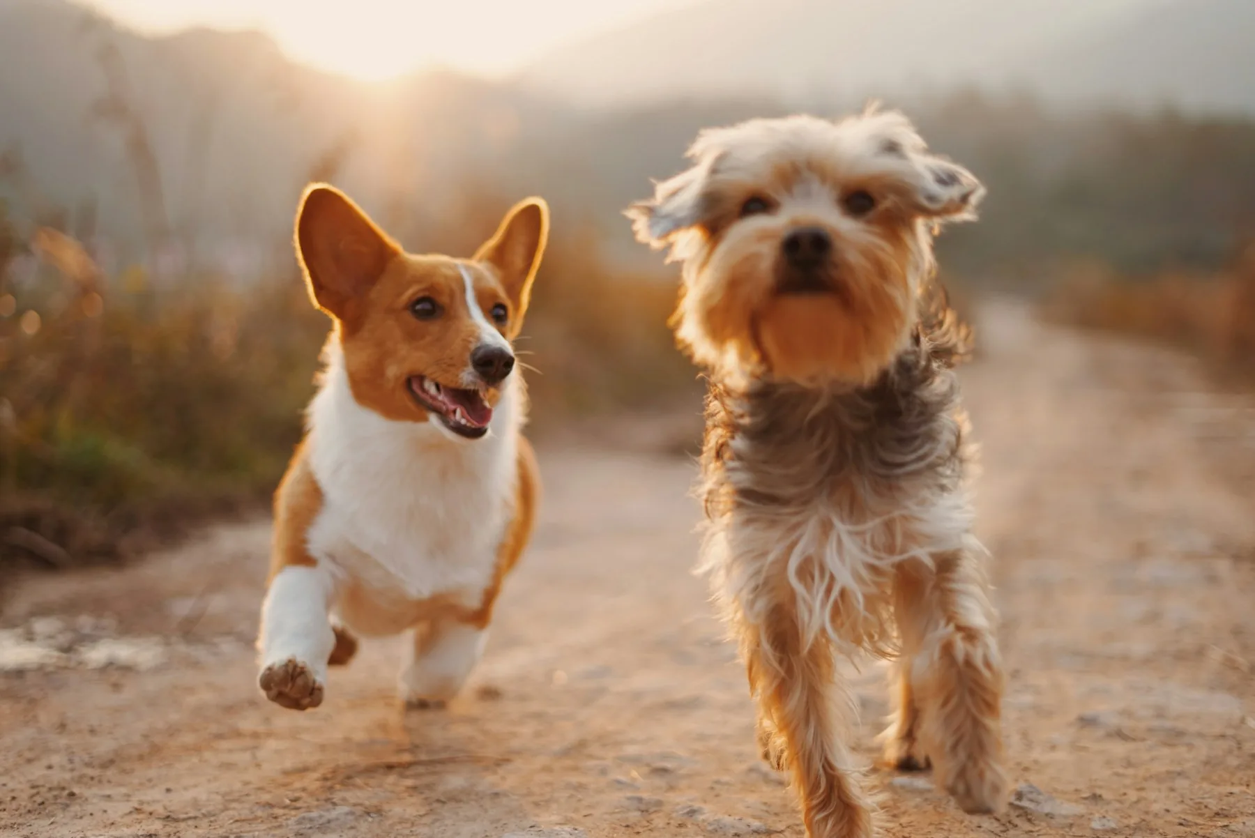 夕暮れの道を楽しそうに走る2匹の犬