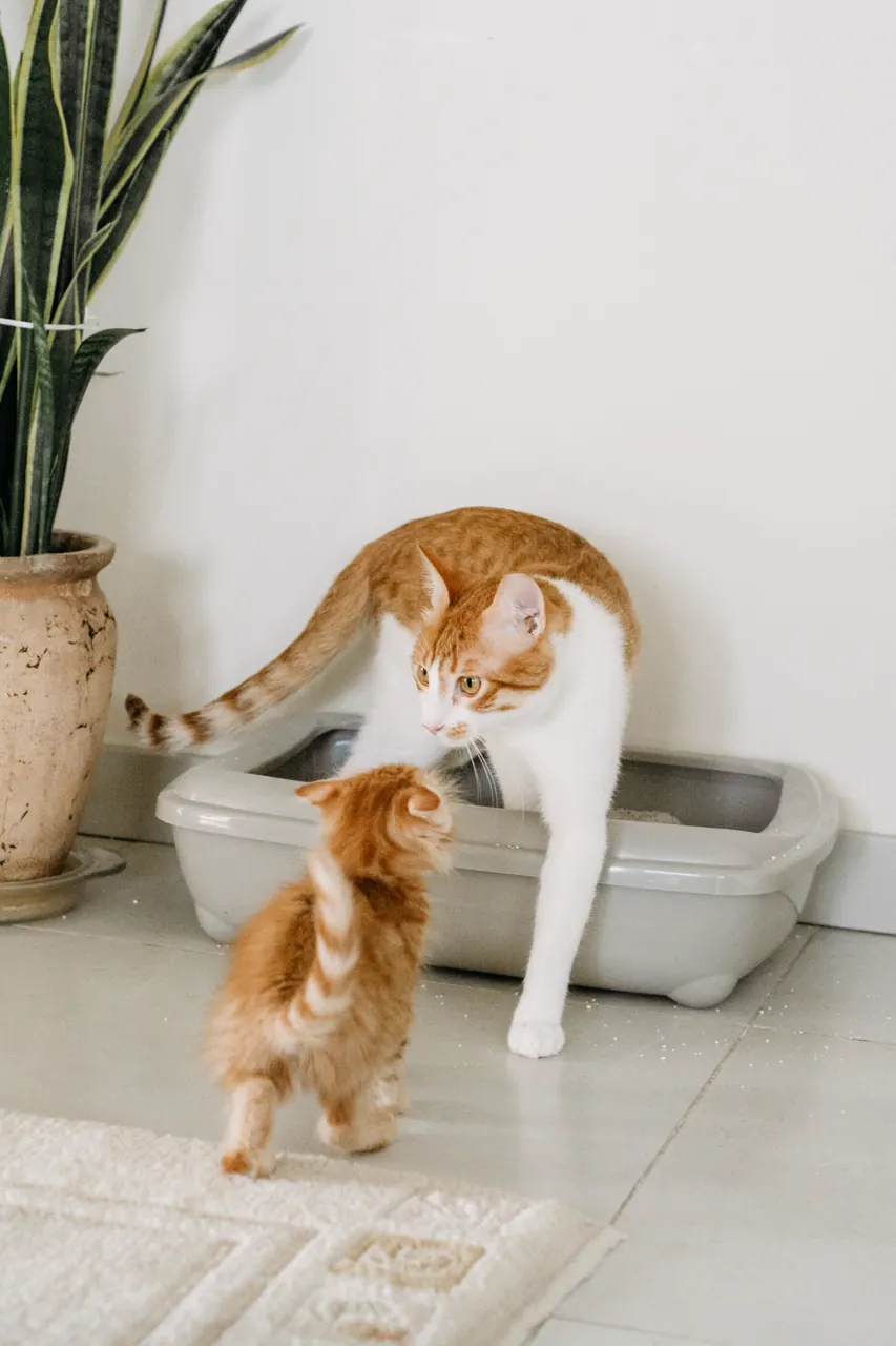 室内で過ごす猫の写真（猫との暮らしの一般的なイメージ）