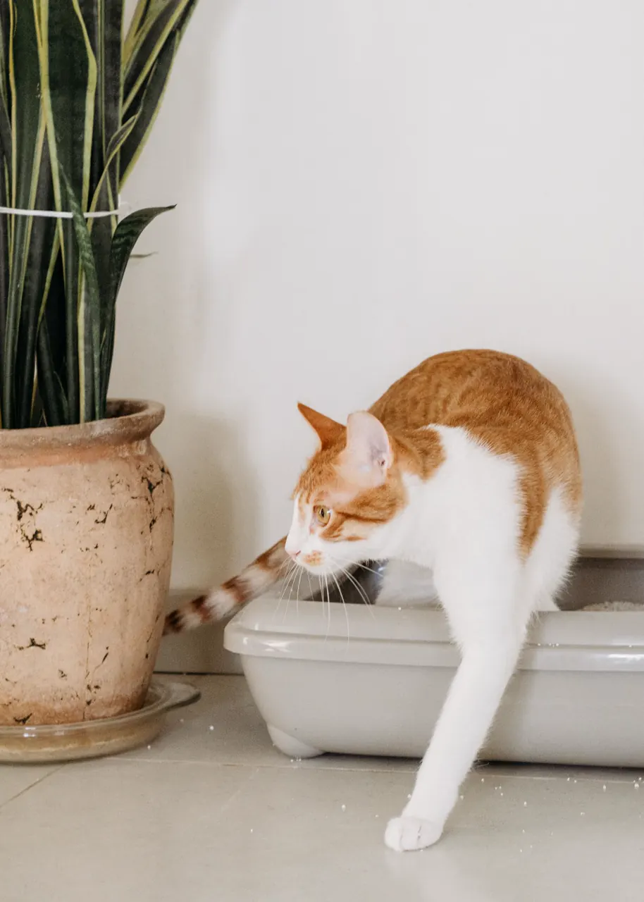 室内で過ごす猫の写真（猫砂の保管を考える際の一般的なイメージ）