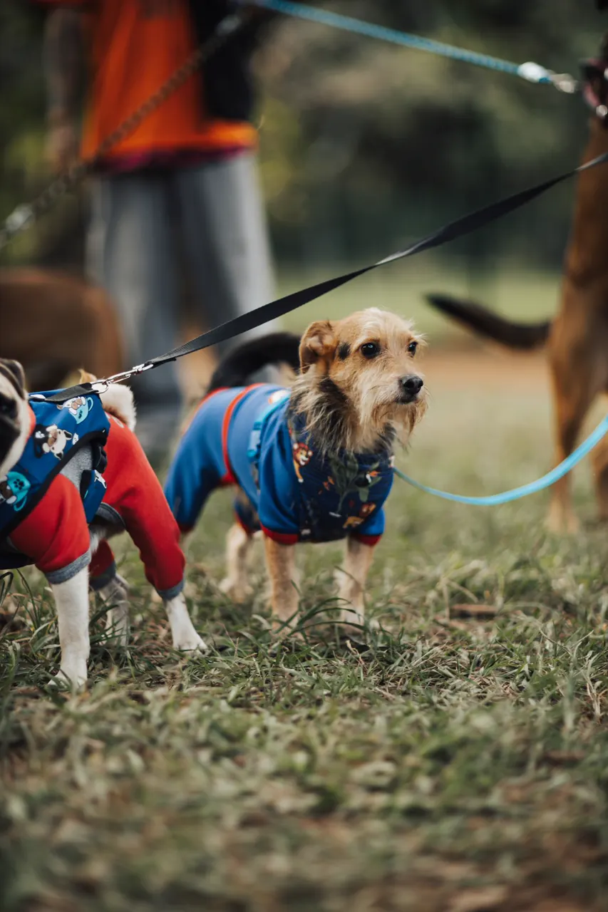 服を着た犬の写真（犬用ウェアの一般的なイメージ）