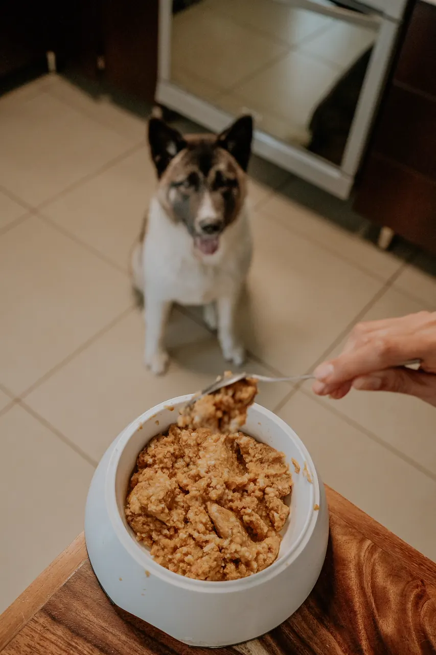 食事をする犬の写真（ドッグフード選びの一般的なイメージ）