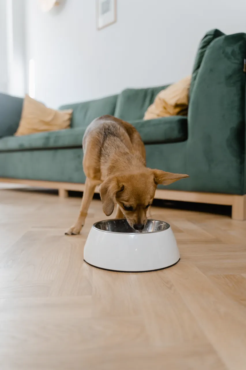 犬とフードボウルの写真（食事の一般的なイメージ）