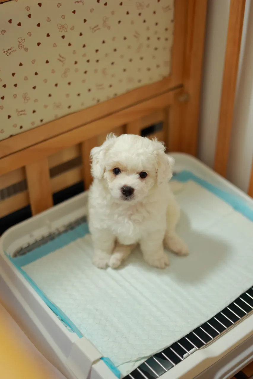 室内で過ごす犬の写真（トイレ周りの環境を考える際の一般的なイメージ）