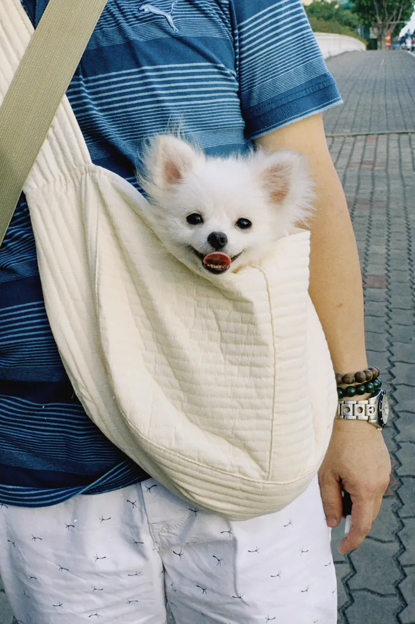 鞄から顔を出す小型犬の写真（移動用スリングの一般的なイメージ）