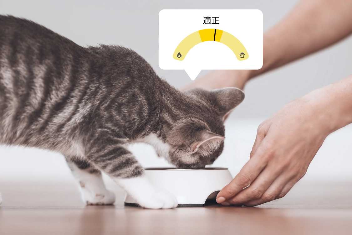 Catlog公式サイトに掲載された猫の食事と記録画面のイメージ