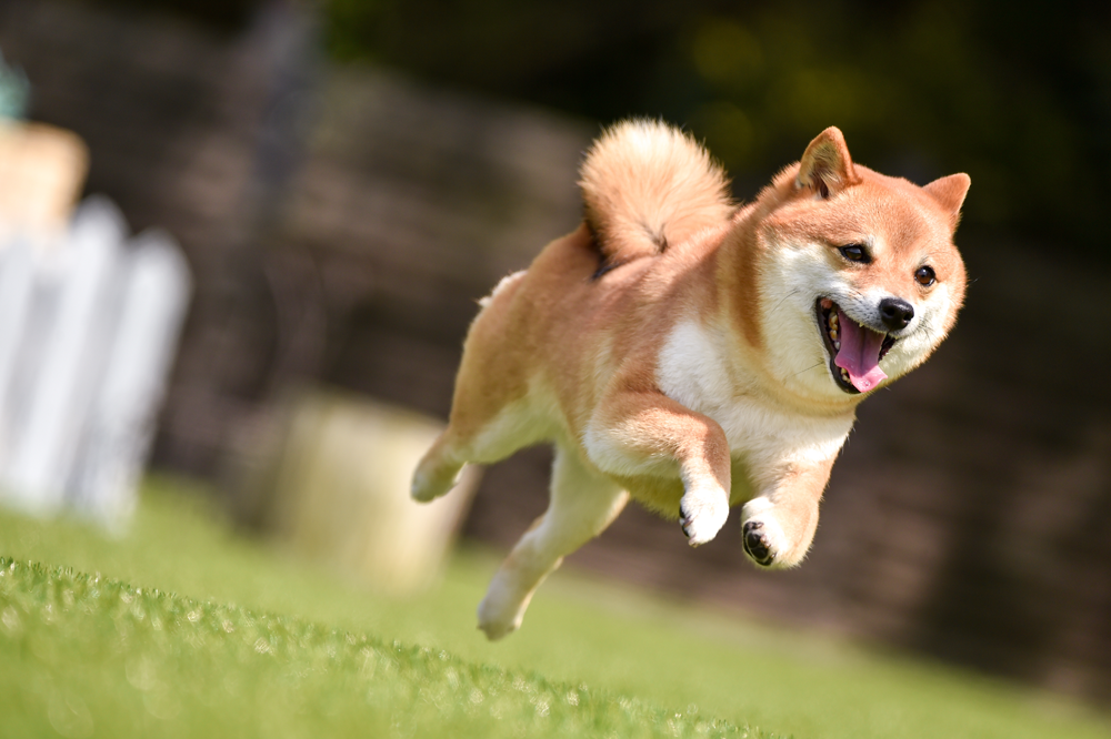 オーツーチャージ公式サイトに掲載された犬のイメージ画像