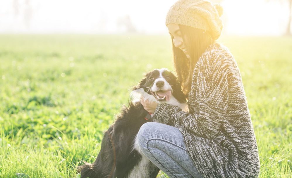 Pontely公式サイトに掲載されている犬用遺伝子検査の案内画面
