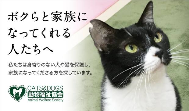 CATS&DOGS動物福祉協会公式サイトのトップページ