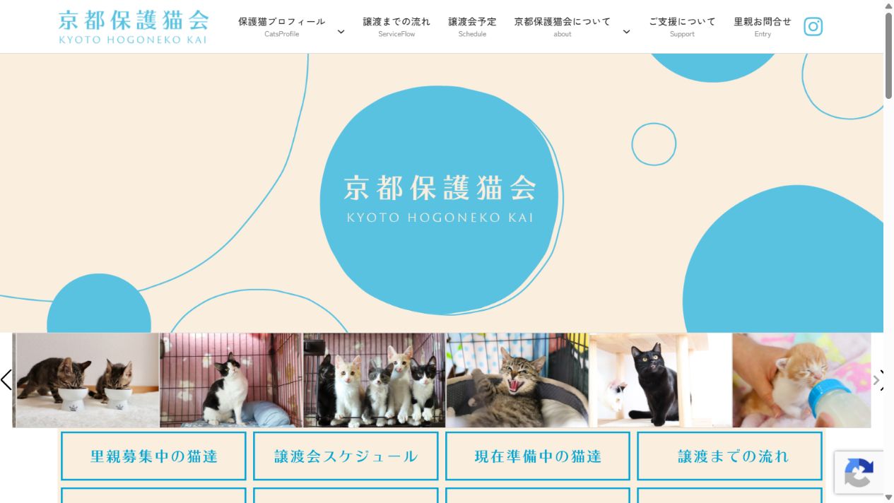 一般社団法人京都保護猫会公式サイトのトップページ
