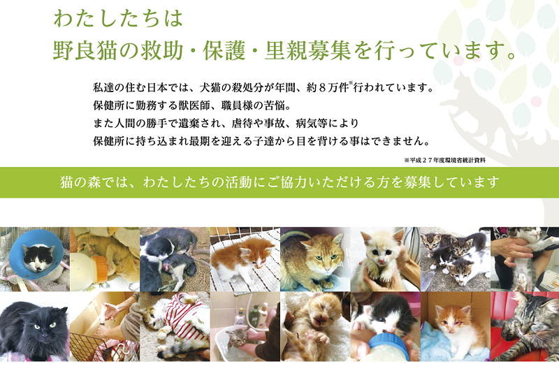 NPO法人猫の森公式サイトの保護猫活動紹介画像