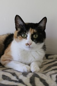 保護猫さんのご縁探し Ponta House公式ブログのトップページ