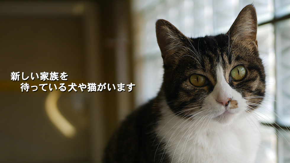 ワンニャンとうきょう公式サイトのトップページ