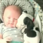 【犬と赤ちゃん】絶妙な関係! 仲良しすぎ！ 何をされても怒らない・かわいい犬と赤ちゃん