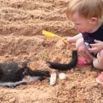 猫と赤ちゃんの戦い・猫に怒られた赤ちゃんの面白い動画・猫と赤ちゃんのハプニング #2
